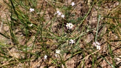 Dontostemon integrifolius