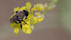 Alloscirtetica