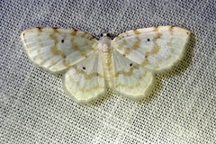 Hydrelia albifera