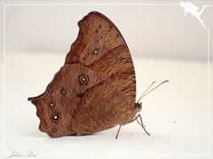 Melanitis leda solandra