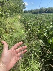 Leptochloa mucronata
