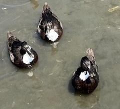 Anas platyrhynchos domesticus