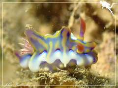 Miamira flavicostata