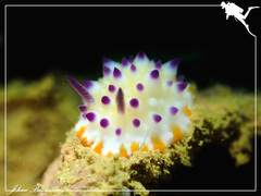 Mexichromis katalexis