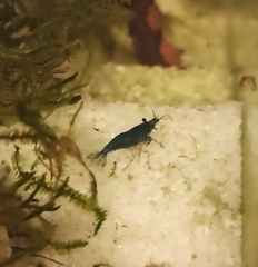 Neocaridina davidi