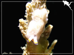 Pseudoceros heronensis