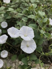 Jacquemontia pringlei