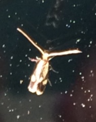 Isocorypha mediostriatella