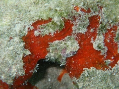 Spirastrella hartmani