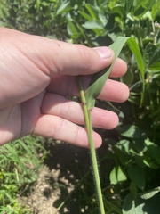 Leptochloa mucronata