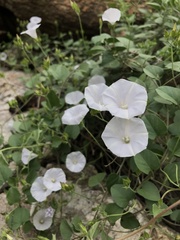 Jacquemontia pringlei