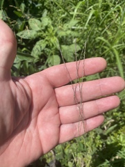 Leptochloa mucronata