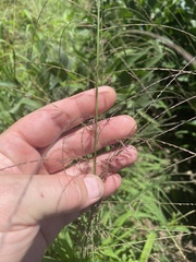 Leptochloa mucronata