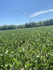 Leptochloa mucronata