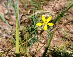 Haplophyllum dauricum