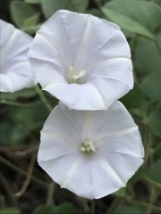 Jacquemontia pringlei