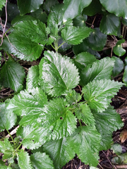 Urtica australis