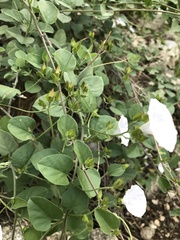 Jacquemontia pringlei