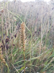 Spiranthes romanzoffiana