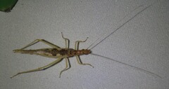 Neoxabea bipunctata