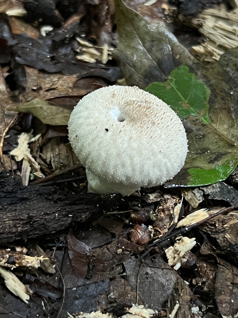 common puffball in August 2022 by Brian Hunt · iNaturalist