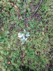 Goodyera tesselata image