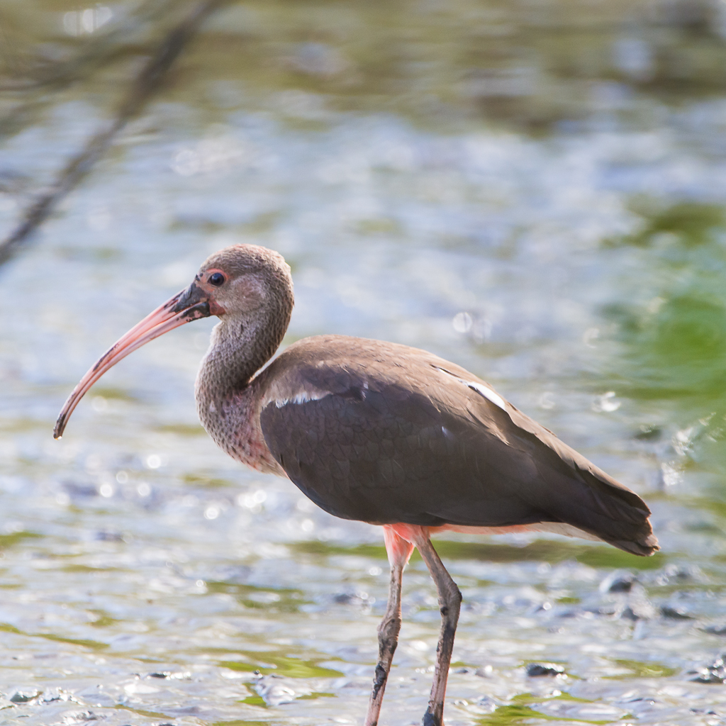 Scarlet Ibis