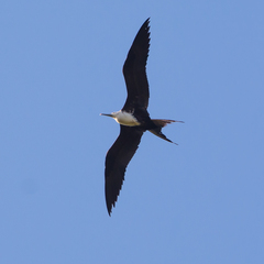 Fregata magnificens