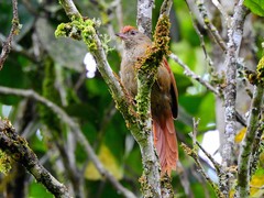 Cranioleuca curtata