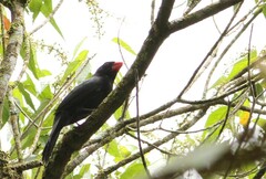 Saltator fuliginosus