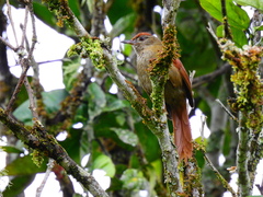 Cranioleuca curtata