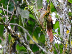 Cranioleuca curtata