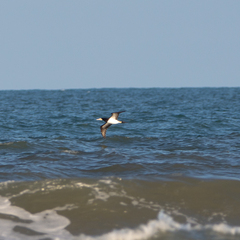 Sula leucogaster
