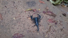 Heterometrus laoticus