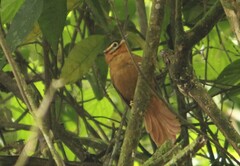 Philydor atricapillus