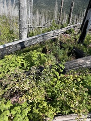 Callospermophilus lateralis tescorum