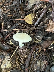 Clitopilus cystidiatus