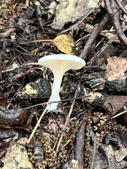 Clitopilus cystidiatus