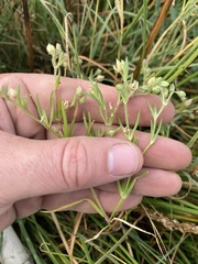 Spergularia canadensis