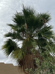 Washingtonia robusta