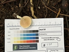 Clitopilus cystidiatus