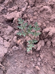 Cymopterus purpureus