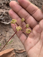 Cymopterus purpureus