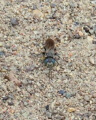 Tachysphex terminatus