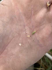 Spergularia canadensis