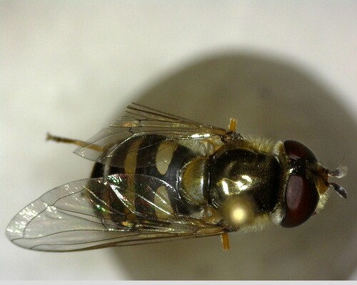 iNaturalist observation photo of Metasyrphus