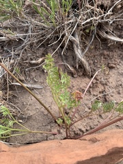Cymopterus purpureus