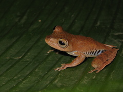 Boana calcarata