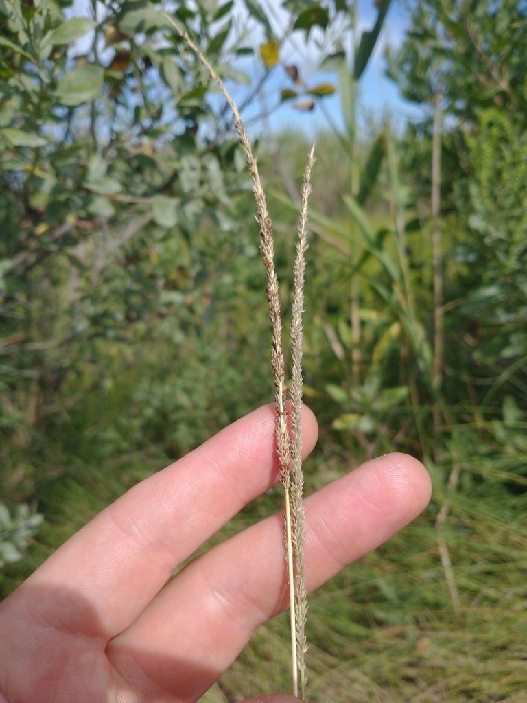 smut grass from Lewes, DE 19958, USA on August 07, 2022 at 09:57 AM by ...