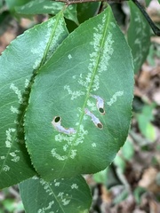 Coptodisca splendoriferella